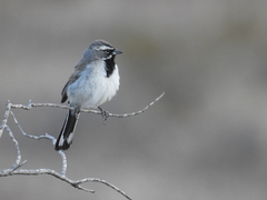Amphispiza bilineata