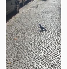 Columba livia domestica