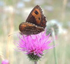 Erebia montanus
