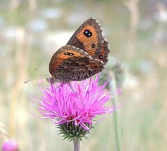 Erebia montanus