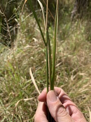 Panicum