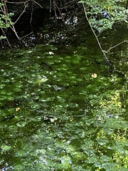 Lithobates clamitans