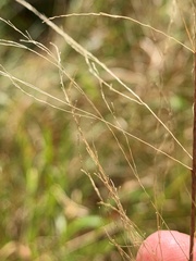 Panicum