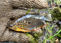 Trichopodus trichopterus