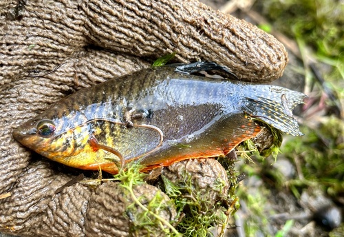 Blue gourami (Trichopodus trichopterus) — Osphronemidae — 3