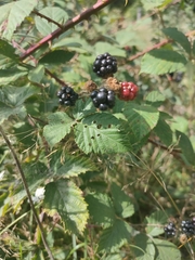 Rubus