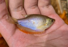 Trichopodus trichopterus