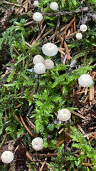Marasmius wettsteinii