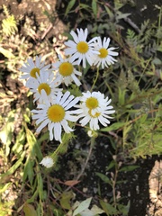 Tripleurospermum inodorum