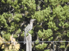 Geococcyx californianus