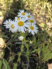 Tripleurospermum inodorum