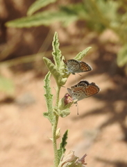 Brephidium exilis