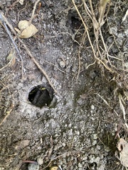 Vespula vulgaris
