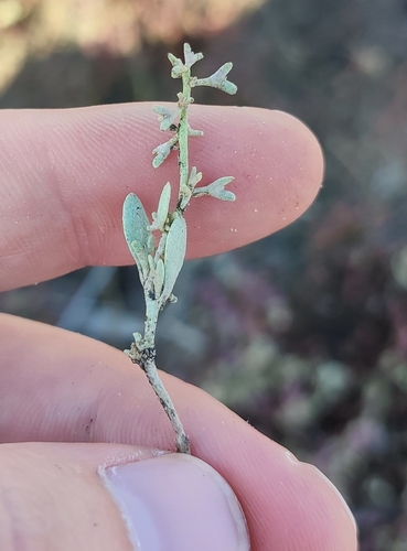 Image of Pedunculate Sea-Purslane (Atriplex pedunculata) by (c) Yurii Basov, some rights reserved (CC BY)