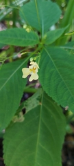 Impatiens parviflora
