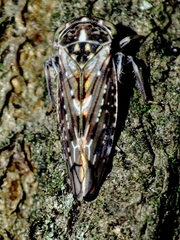 Idiocerus herrichii