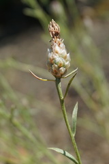 Centaurea sterilis