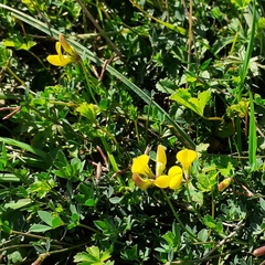 Lotus corniculatus