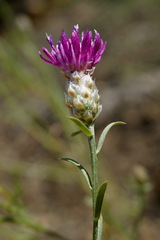 Centaurea sterilis
