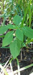 Impatiens parviflora