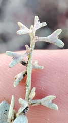 Atriplex pedunculata