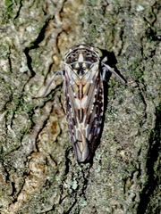 Idiocerus herrichii