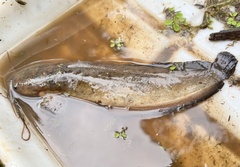 Clarias macrocephalus