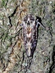 Idiocerus herrichii