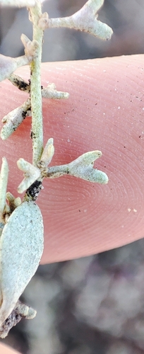 Image of Pedunculate Sea-Purslane (Atriplex pedunculata) by (c) Yurii Basov, some rights reserved (CC BY)