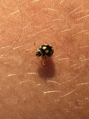 Propylea quatuordecimpunctata