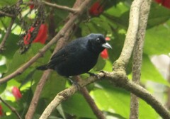 Tachyphonus coronatus