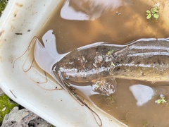 Clarias macrocephalus