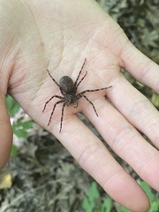 Dolomedes