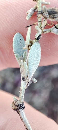 Image of Atriplex pedunculata by (c) Yurii Basov, some rights reserved (CC BY)