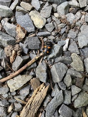 Nicrophorus orbicollis