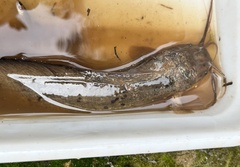 Clarias macrocephalus