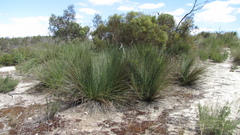 Xanthorrhoea caespitosa