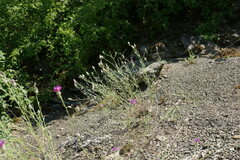 Centaurea sterilis