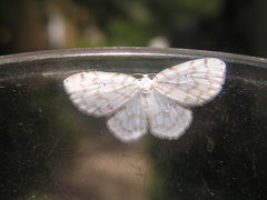 Hydrelia albifera