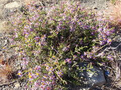 Felicia filifolia