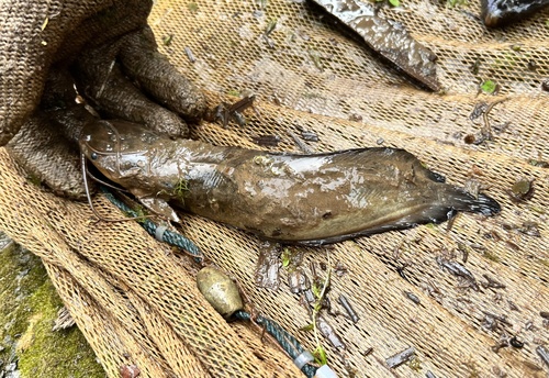 Zwartvel-kuilmeerval (Clarias meladerma) — Clariidae — 2