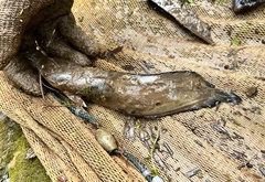 Clarias macrocephalus