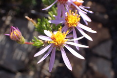 Felicia filifolia