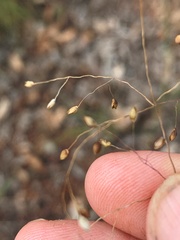 Panicum simile