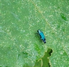 Agrilus acutus