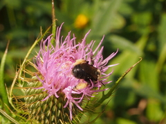 Melissodes desponsus