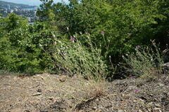 Centaurea sterilis