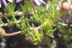 Felicia filifolia