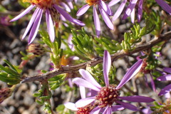 Felicia filifolia