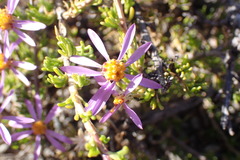 Felicia filifolia